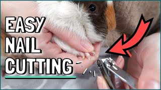 HOW TO CUT GUINEA PIG NAILS | Easy Guide for New Owners