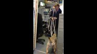 Zak playing tug of war with Richard&#39;s new bow line !