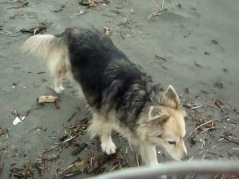 Golda in Long Beach, WA