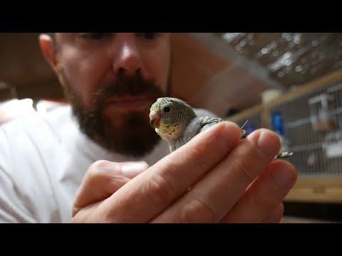 download lagu mp3 mp4 Breeding Budgies For Profit, download lagu Breeding Budgies For Profit gratis, unduh video klip Breeding Budgies For Profit