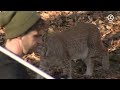 Ontsnapte lynx Wildpark Gangelt terecht