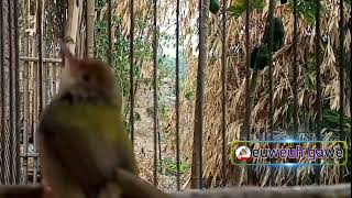 Download lagu burung ciang ciang betina memanggil jantan mp3 Download lagu burung ciang ciang betina memanggil jantan mp3
