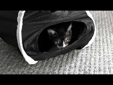 Song Cover Challenge - Wunder Katze (Wonder Cat) by Jacinta Lee