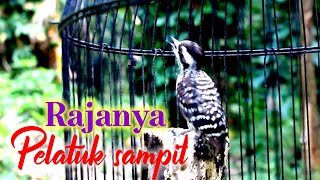 Download lagu Pelatuk sampit beras jernih   nembak panjang panjang ‼ mp3