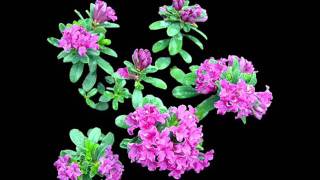 Jessie Mae Hemphill - Jessie's Love Song(Tell Me You Love Me)