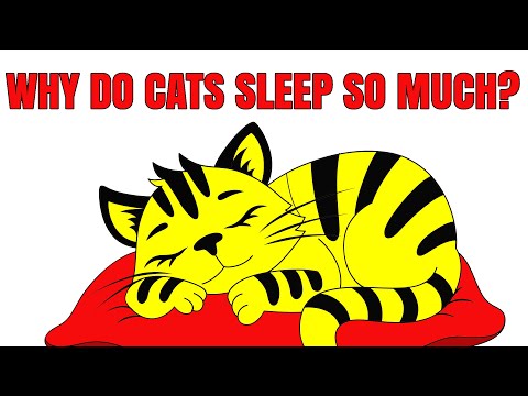 How Long Do Cats Sleep - 7 Reasons Cats Sleep So Much