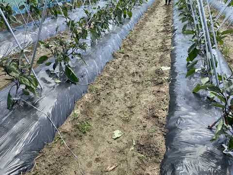 アラフォーナス農家１年生が誘引テープを設置していく動画