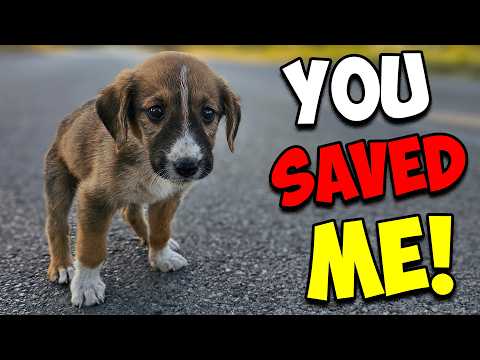 Sad Puppy Gets a New Chance at Life