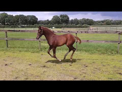 for sale: Filly from For Romance x Vivaldi