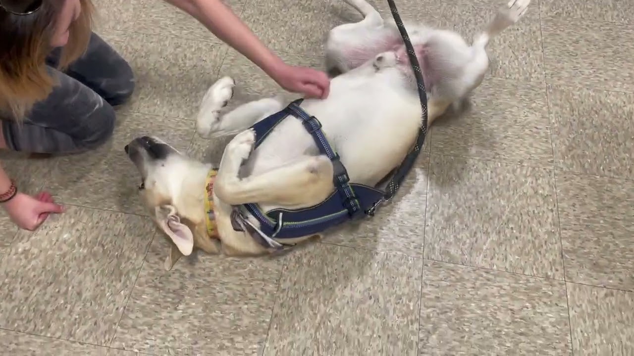 Enlarge Jack Frost, a Adoptable mixed breed in Gilbert, AZ video 5/6