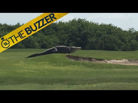 A gigantic alligator was roaming through a golf course