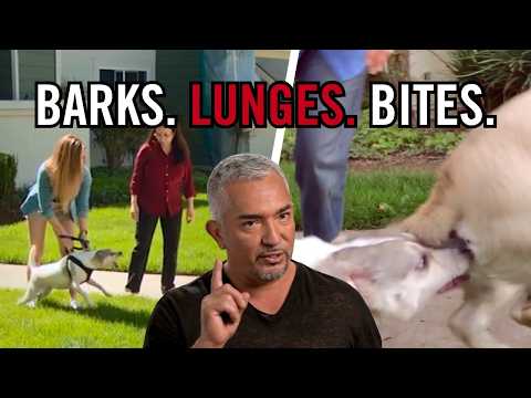 Sie werden nicht glauben, wie aggressiv dieser Terrier war.