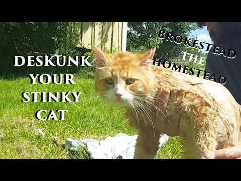 YouTube video about: Can skunk spray kill a cat?