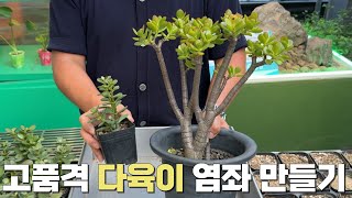 [다육이키우기] 염좌를 멋진 수형으로 가꾸고 싶다면 이렇게 하면.... 큰일나요 너무 예뻐져서