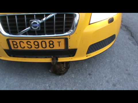 Fågelturken (Textad)