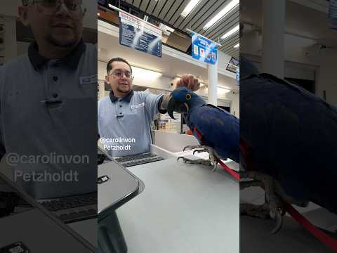 Post office Employee distracted and mesmerized by my hyacinth Macaw!