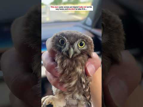 This man came across an injured owl on his way home and decided to take it in…