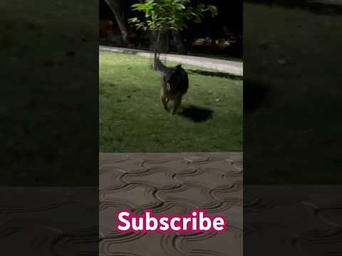 Goladibba amr 😁😍😍 #viral #dog #buddy #doglover #youtrubshort #gsdlover #vairalreels #shortvideo