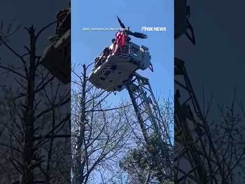 Osprey rescued after getting tangled in fishing line