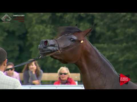 N.25 ESMAELIA AL HEVAN - Chantilly 2017 European Breeders'Championship - Junior Fillies (Class 2A)