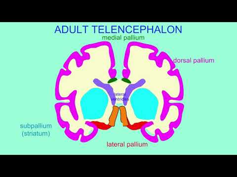 OLFACTORY BULB, TRACT, & CORTEX