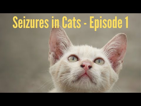 Veterinarian Explains - Seizures in Cats - Episode 1