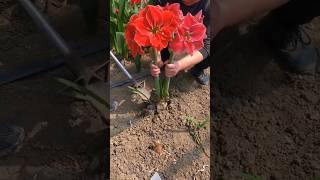 Beautiful Amaryllis garden #satisfying #shortsvideo