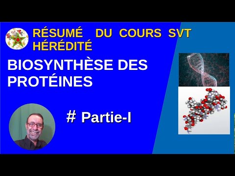 Biosynthèse protéines, partie 1