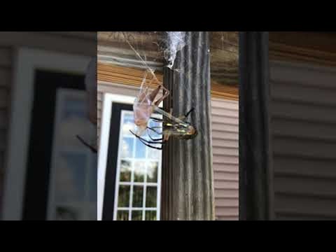 Yellow Spider Wraps up Meal for Later || ViralHog
