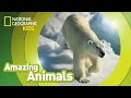 Polar Bear | Amazing Animals