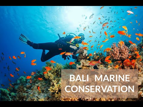 Bali Volunteer Adventure: Help Save Coral Reefs & Support Ocean Conservation