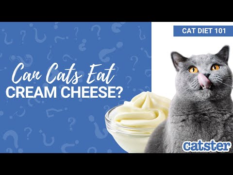 CAT DIET 101: Can Cats Eat Cream Cheese? (Dairy) | Excited Cats