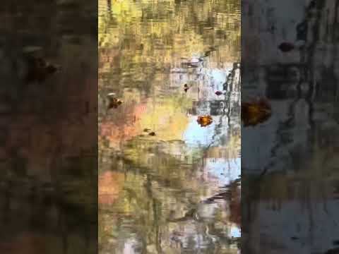 Video Thumbnail for Shinrin-yoku #reflections #leavesfloating #fall #river #spaciousskies