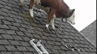 Drama as cow gets stuck on roof in Switzerland ... Udderly ridiculous or bizarre ?