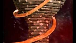 Peter Gabriel  Sinead O Connor  Blood Of Eden