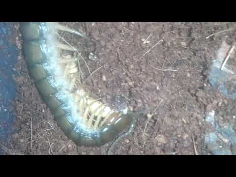 Stonožka stredomorská (Scolopendra cingulata) — terárium, kŕmenie a správanie