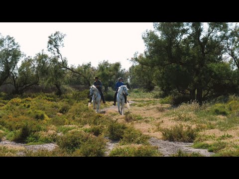 Voyages Vert Vous – La Camargue, authentique et sauvage