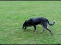 Boyero Australiano - Ozzy Boyero Australiano en clases