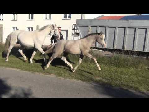 Dinken-Lordanos colt * 2015 for sale