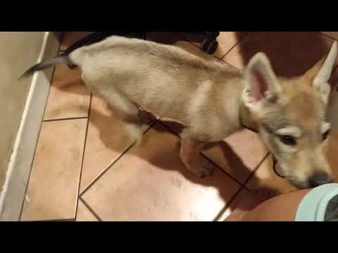 Ashira - clicker loading