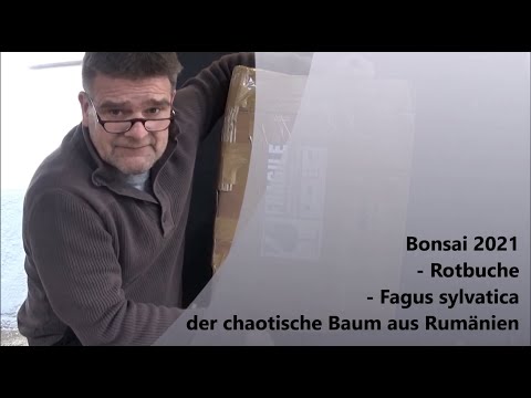 Bonsai 2021-29 - European Beech - Fagus sylvatica - the chaotic tree from Romania