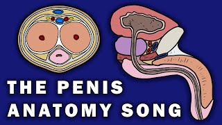 THE PENIS ANATOMY SONG