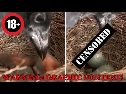 Magpie Brutally Attacks Nest and Eating Baby Birds