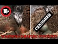 Magpie Brutally Attacks Nest And Eating Baby Birds