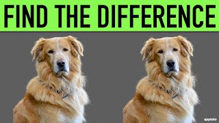 Find the Difference | Spot the One Odd Difference in the Animal Pictures