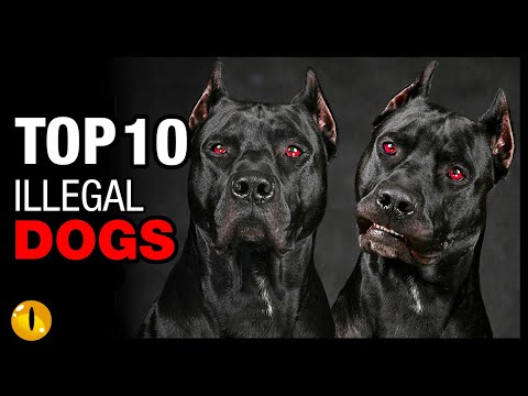 TOP 10 ILLEGAL DOG BREEDS