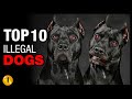 TOP 10 ILLEGAL DOG BREEDS