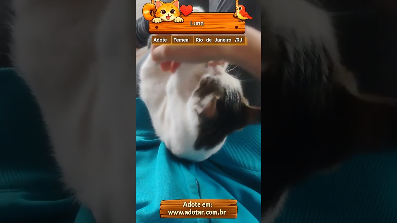 Gato raça SRD-ViraLata idade 2 a 6 meses nome Luna