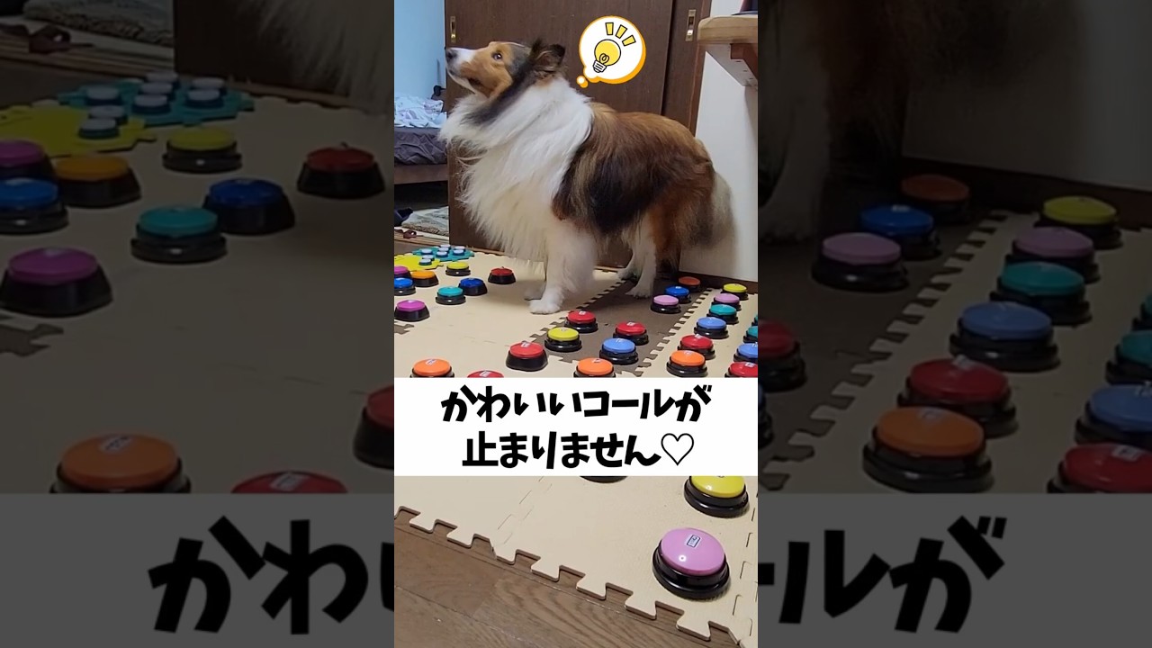 かわいいコールが止まりません♡【会話ボタンでしゃべる犬】 #shorts #犬
