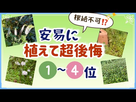 バラの根元に雑草対策として何を置くか？  庭園